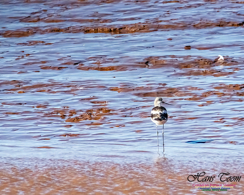 American Avocet 106