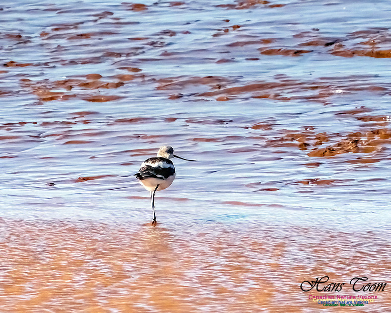 American Avocet 107