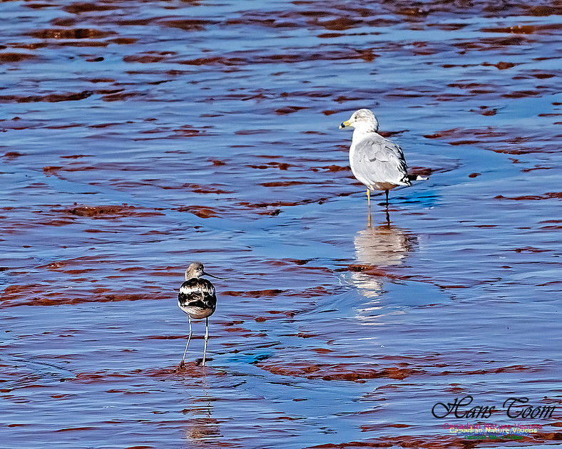 American Avocet 108