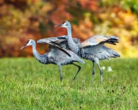 Sandhill Cranes