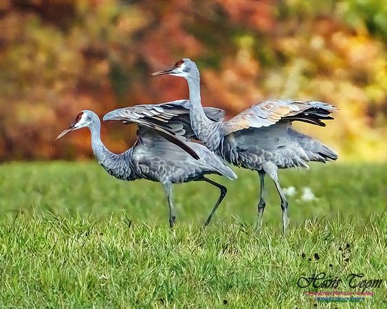 Sandhill Crane 804