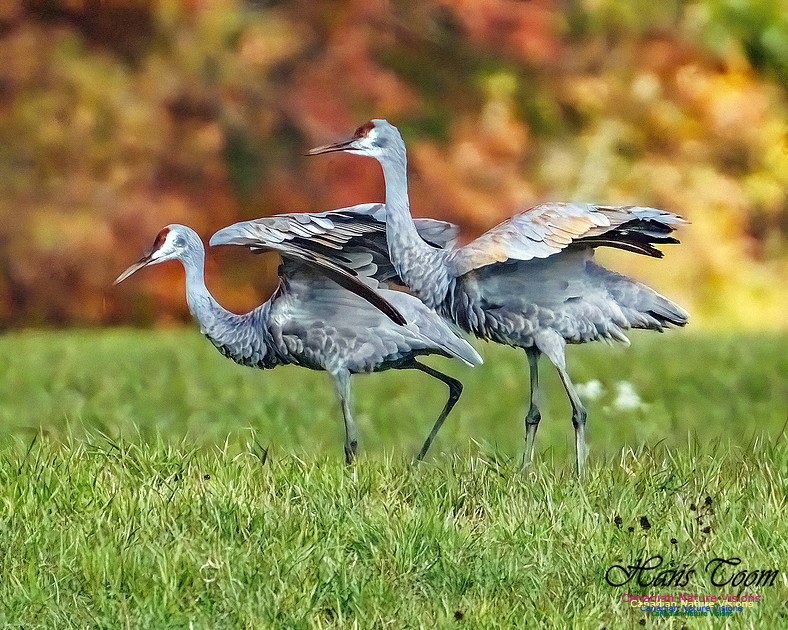 Sandhill Crane 804