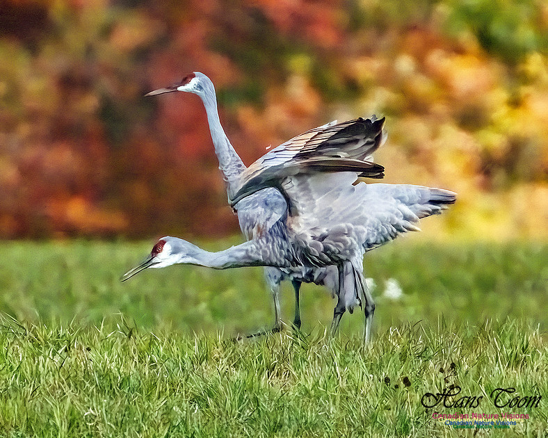 Sandhill Crane 805