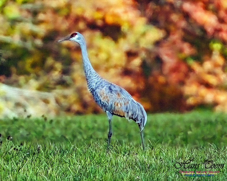 Sandhill Crane 801
