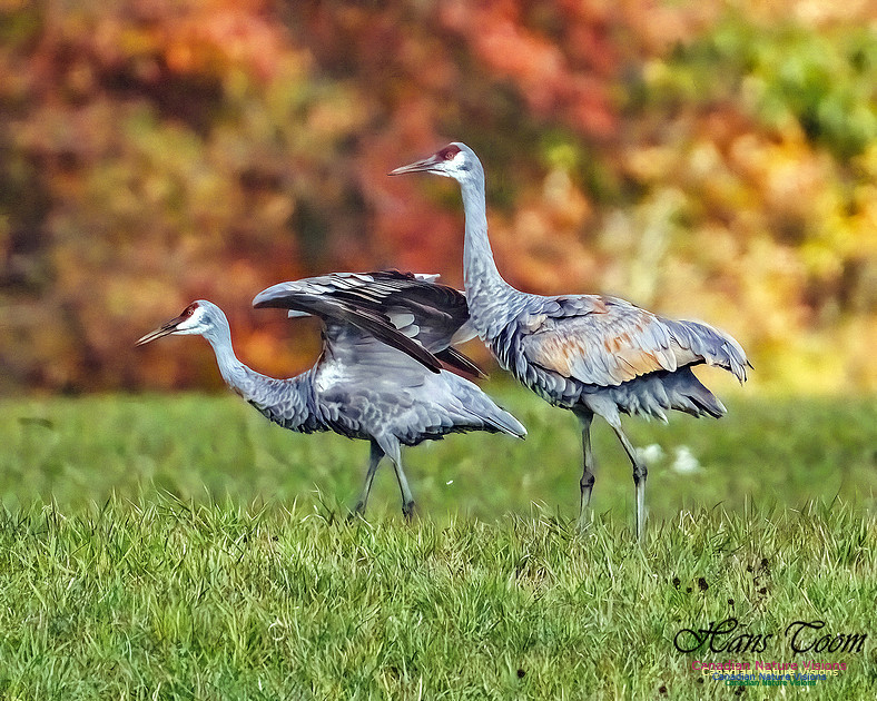 Sandhill Crane 803