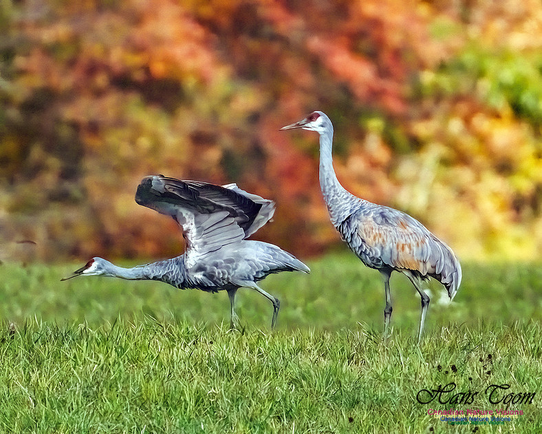 Sandhill Crane 802