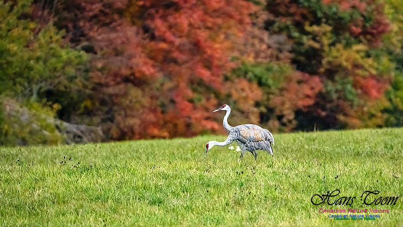 Sandhill Crane 807