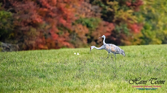 Sandhill Crane 808