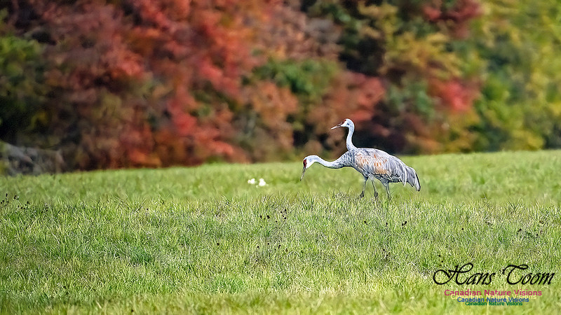 Sandhill Crane 808