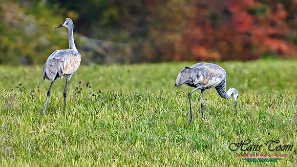 Sandhill Crane 806 copy