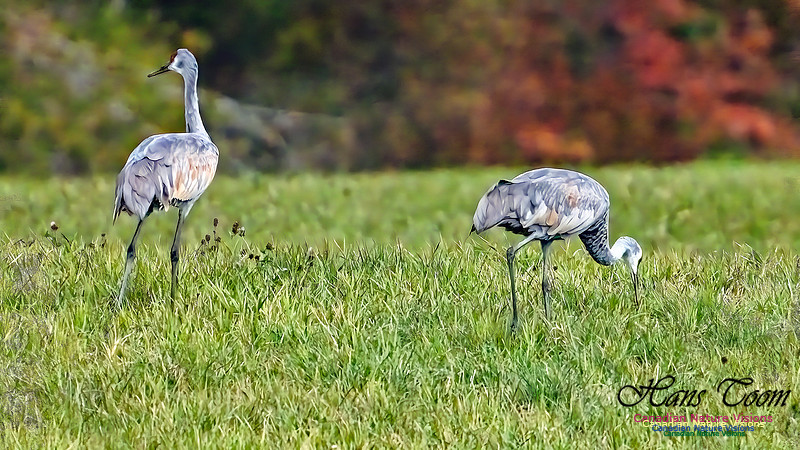 Sandhill Crane 806 copy
