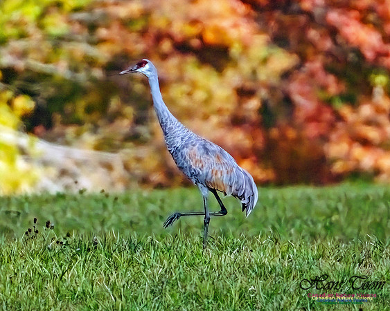 Sandhill Crane 800