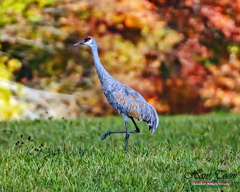 Sandhill Crane 800
