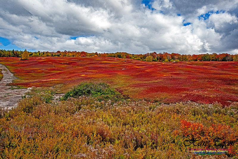Fall in Nova Scotia 134