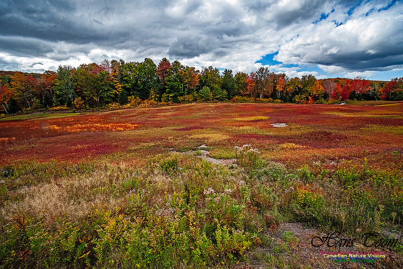Fall in Nova Scotia 146