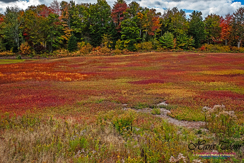 Fall in Nova Scotia 145
