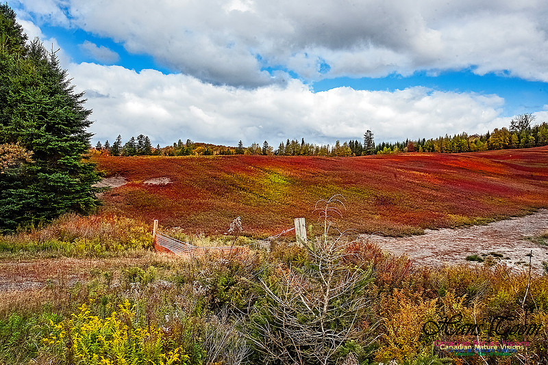 Fall in Nova Scotia 148