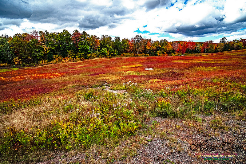 Fall in Nova Scotia 147