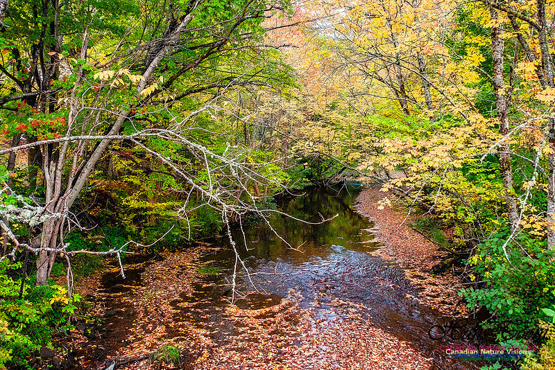 Fall in Nova Scotia 103