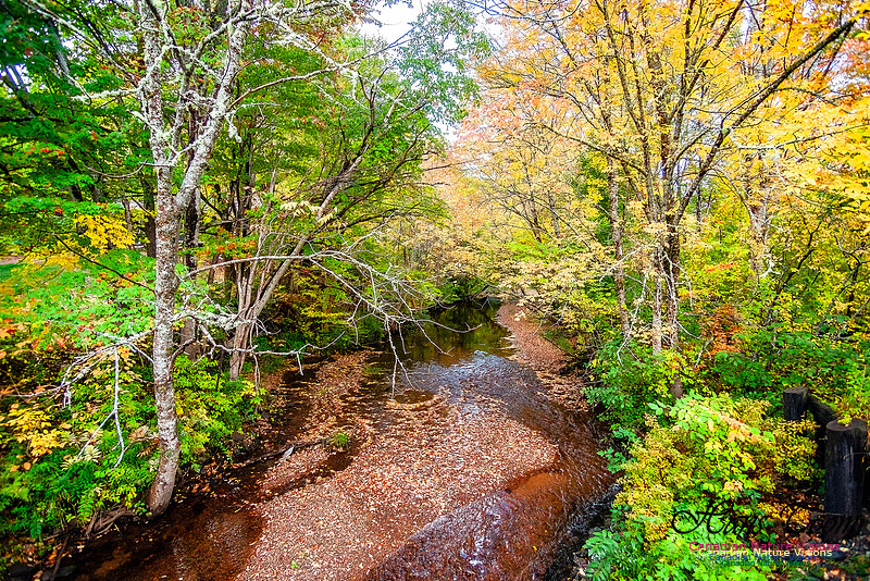 Fall in Nova Scotia 102