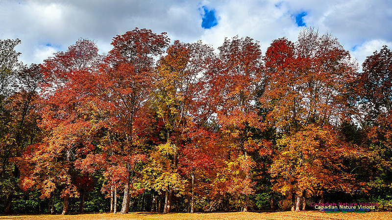 Fall in Nova Scotia 104