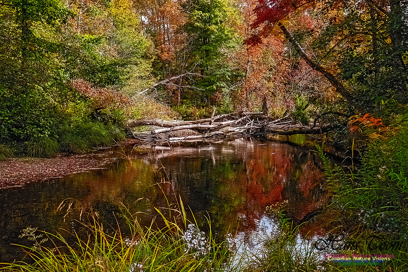 Fall in Nova Scotia 117