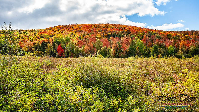 Fall in Nova Scotia 122