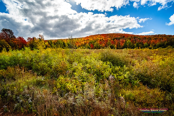 Fall in Nova Scotia 121
