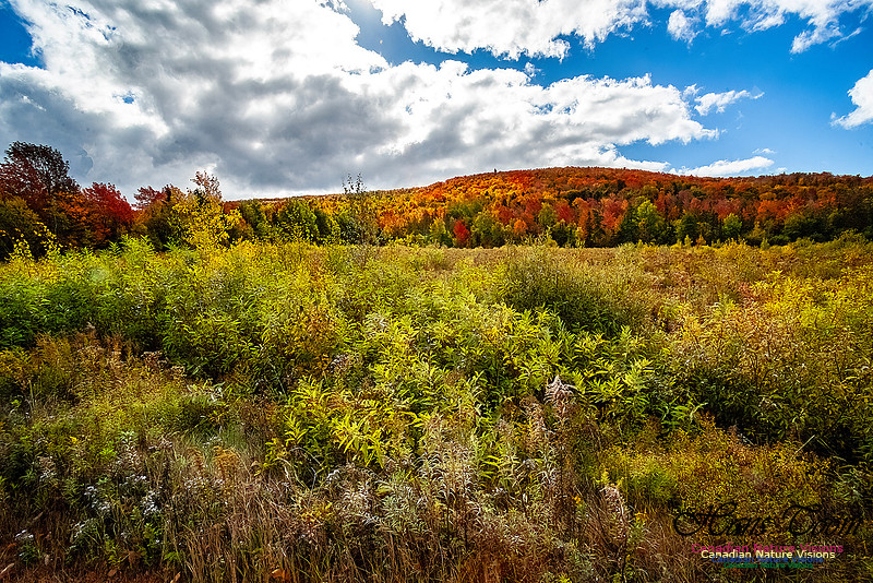 Fall in Nova Scotia 121