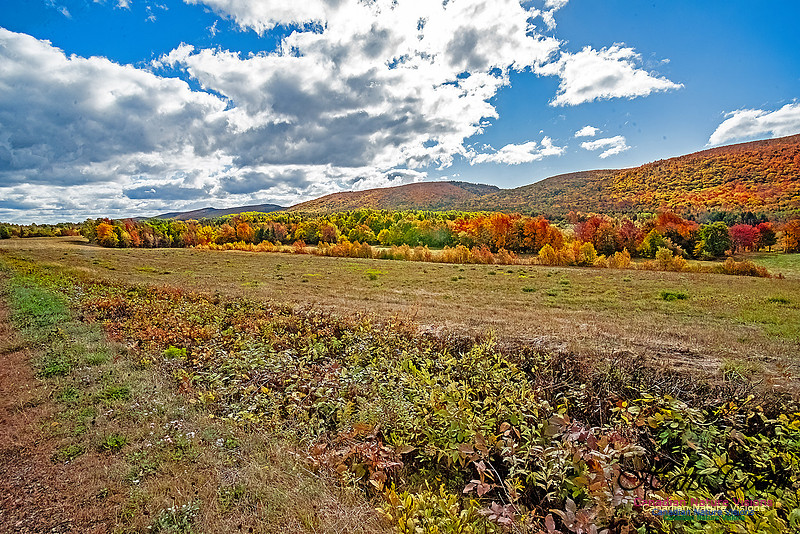 Fall in Nova Scotia 131