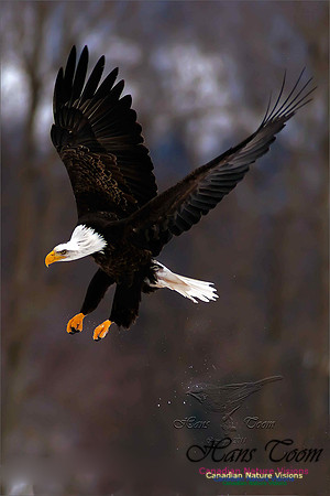 Bald Eagle