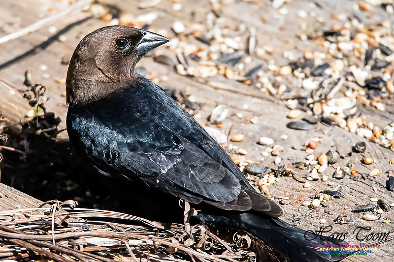 Brown-headed Cowbird
