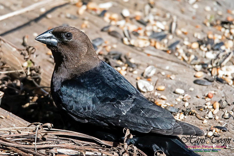 Brown-headed Cowbird