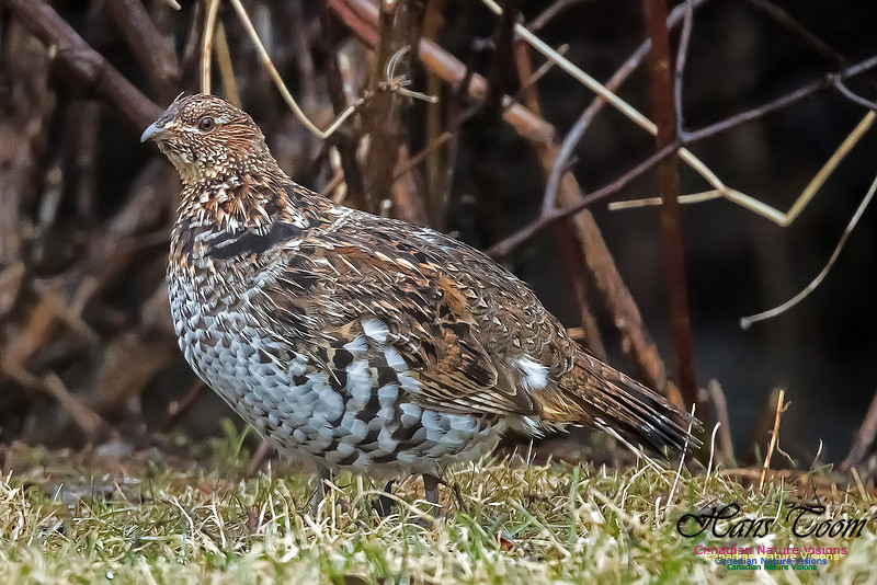 Ruffed Grouse