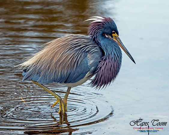 Tricoloured Heron 49