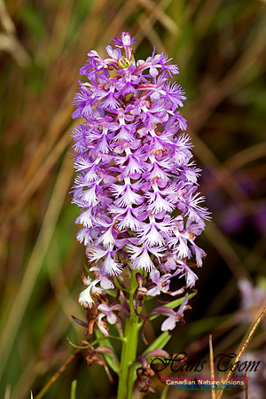 Large Purple Fringed Orchid