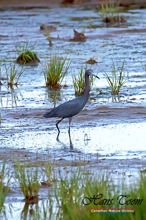 Little Blue Heron 112