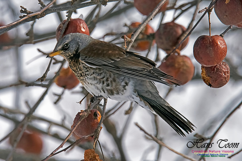 Fieldfare