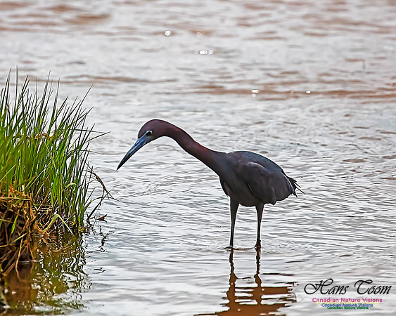 Little Blue Heron 103
