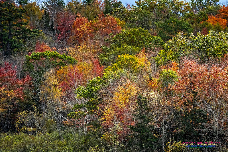 Smiley's Provincial Park Colours and Points On Route 193
