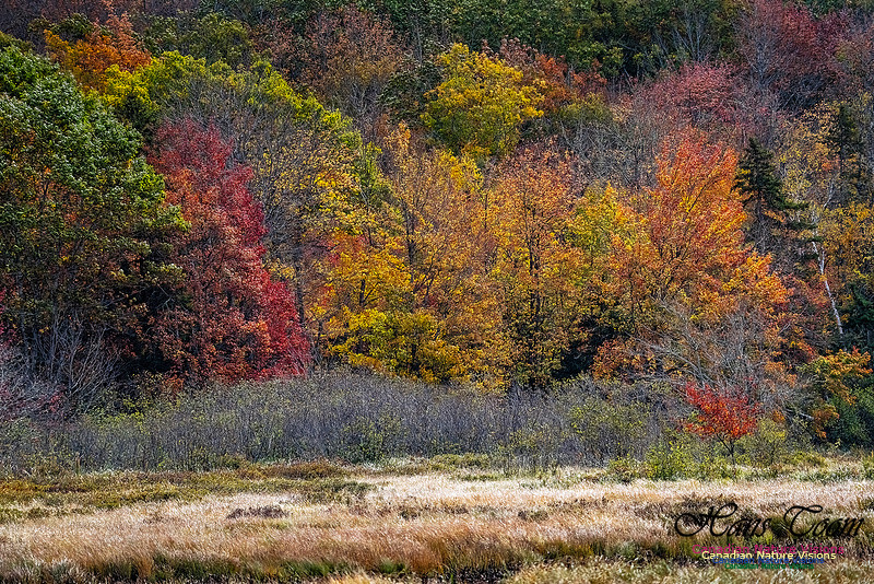 Smiley's Provincial Park Colours and Points On Route 194