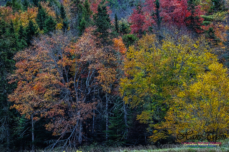 Smiley's Provincial Park Colours and Points On Route 195