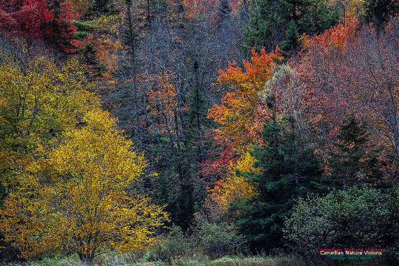 Smiley's Provincial Park Colours and Points On Route 196