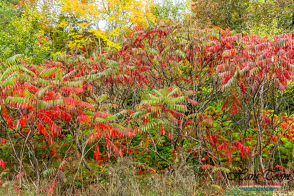 Smiley's Provincial Park Colours and Points On Route 110