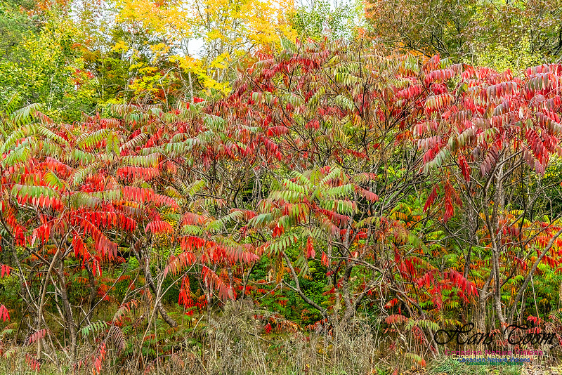 Smiley's Provincial Park Colours and Points On Route 110