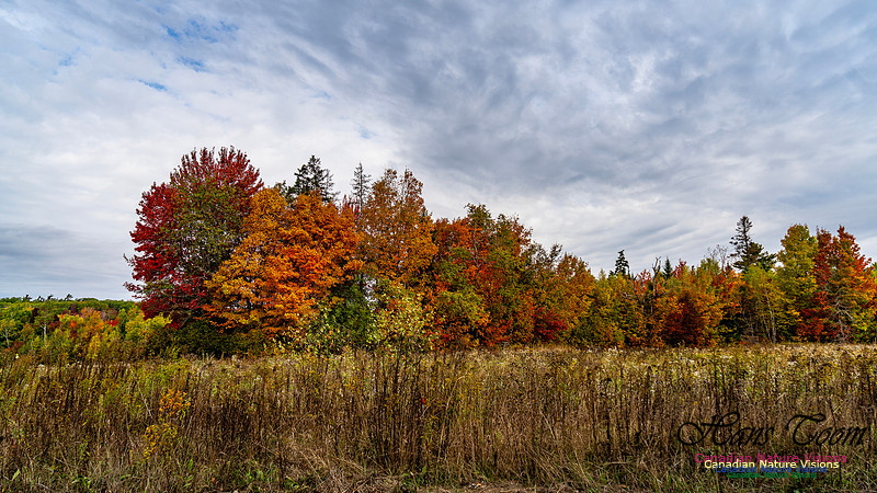 Smiley's Provincial Park Colours and Points On Route 115