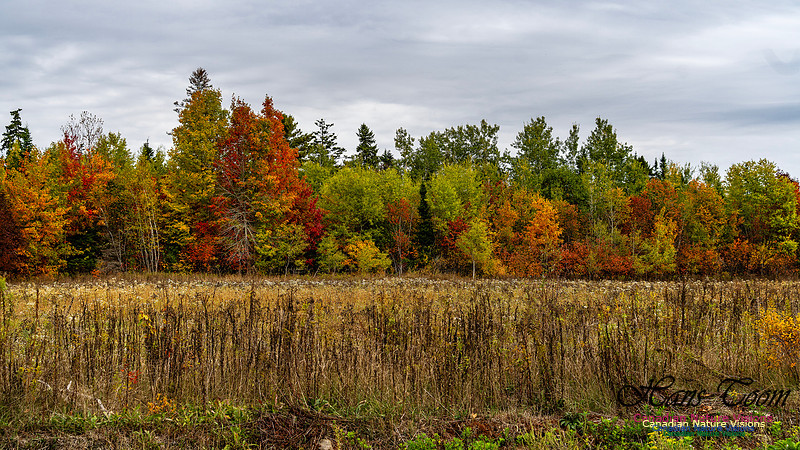 Smiley's Provincial Park Colours and Points On Route 125
