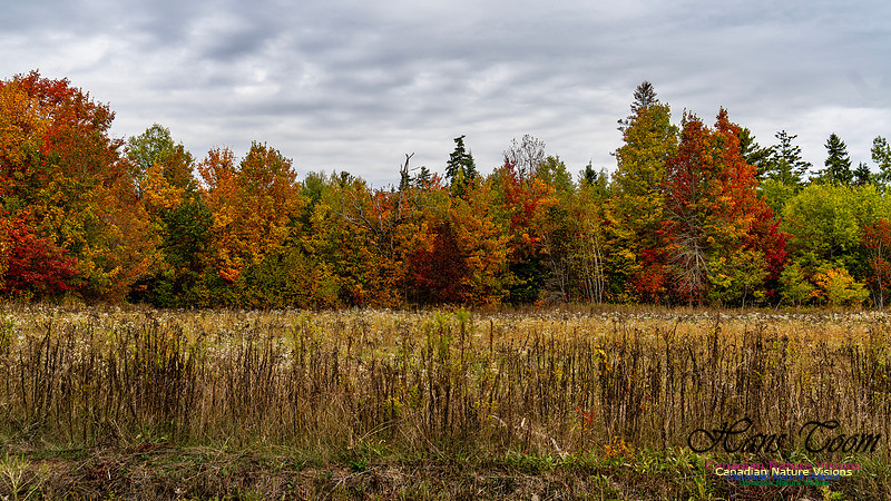 Smiley's Provincial Park Colours and Points On Route 126