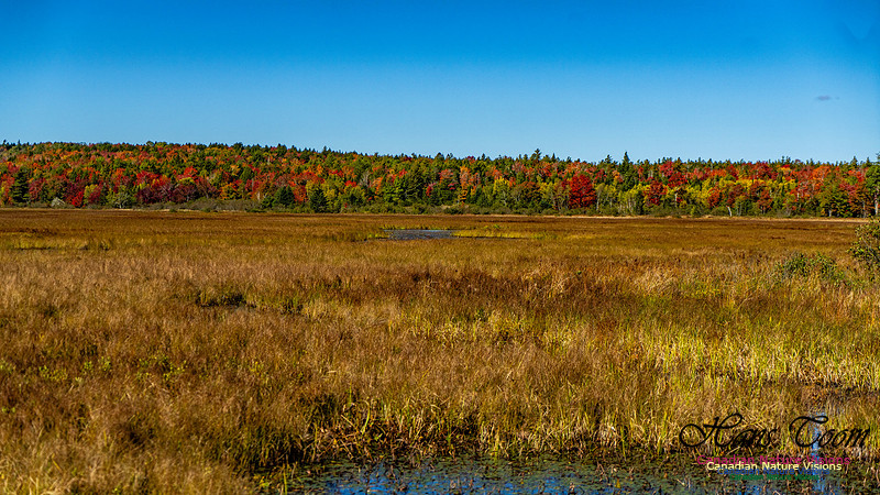 Smiley's Provincial Park Colours and Points On Route 169
