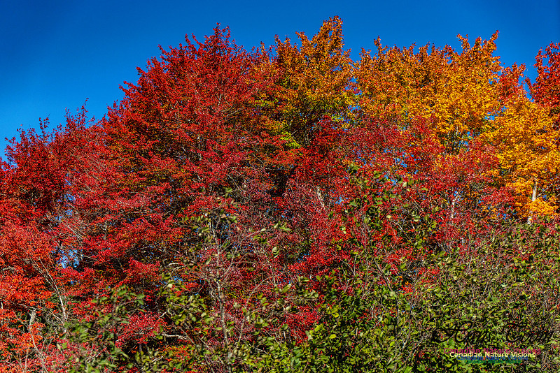 Smiley's Provincial Park Colours and Points On Route 164 copy